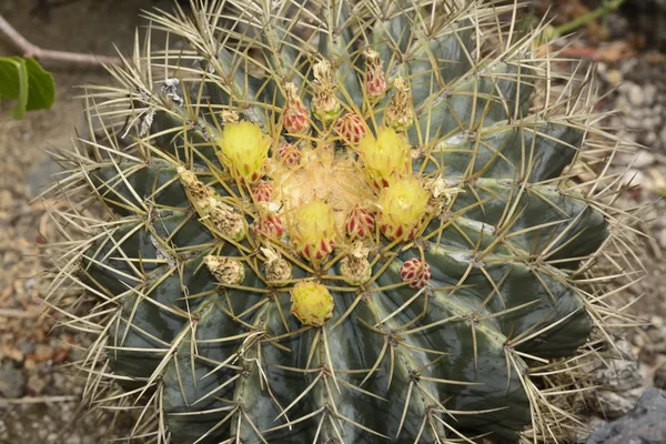 Cactus con flores amarillas —  Fotos de Stock