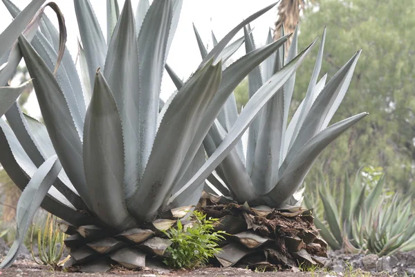 Plantes agaves — Photo