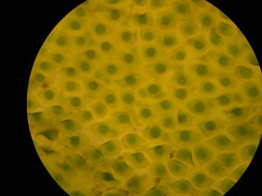 Plant chloroplasts under microscope clipart