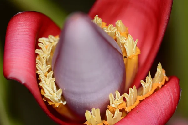 Fiore di banana colorato da vicino — Foto Stock