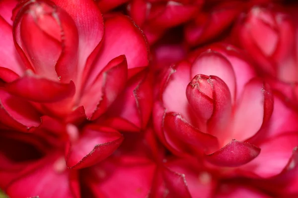 Flores de gengibre vermelho — Fotografia de Stock