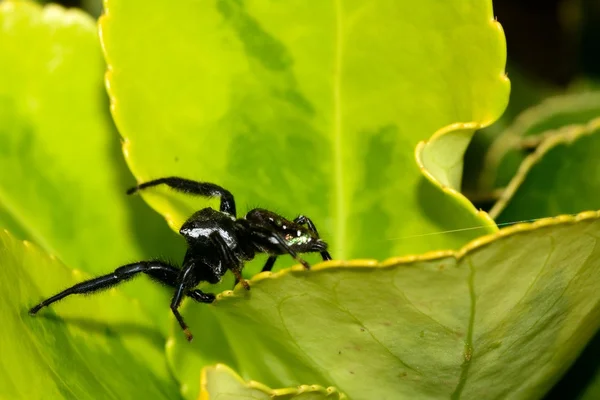 Schwarze Spinne auf Pflanze — Stockfoto