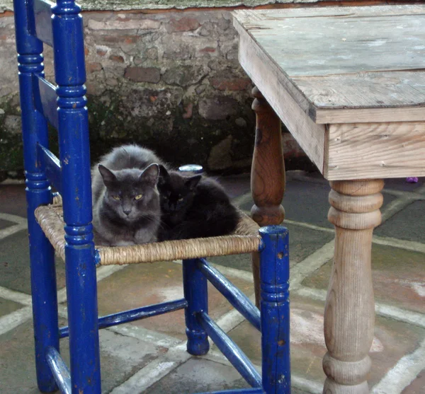 Kedi ve yavru kedi bir sandalyede sarılma