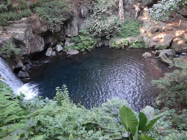 Gyönyörű tó Cupatitzio park, Michoacan — Stock Fotó