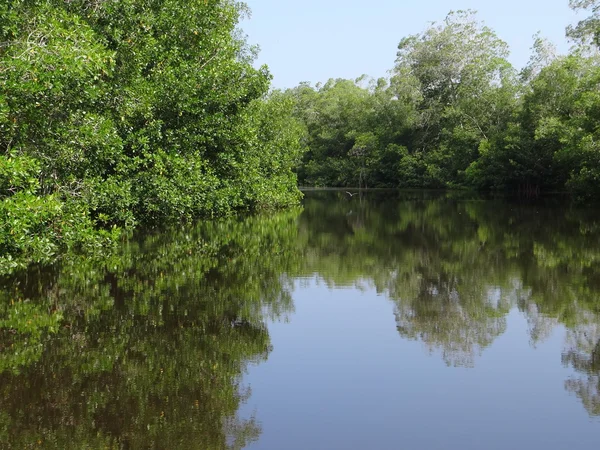 Mangrove river in Chiapas, Mexico — Stock Photo, Image