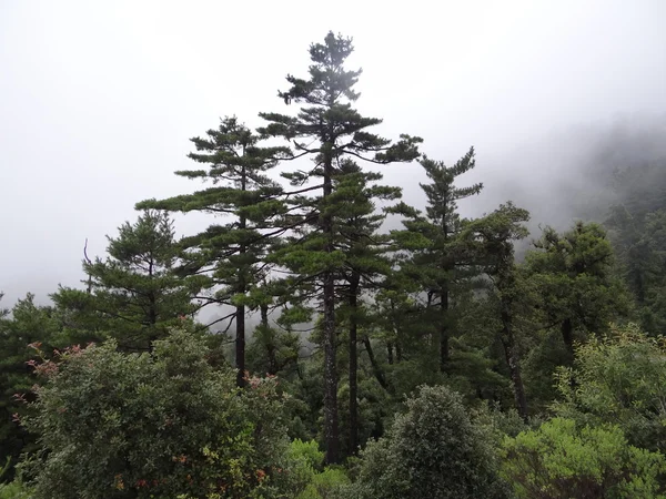 Rain forest w Oaxaca w Meksyku — Zdjęcie stockowe