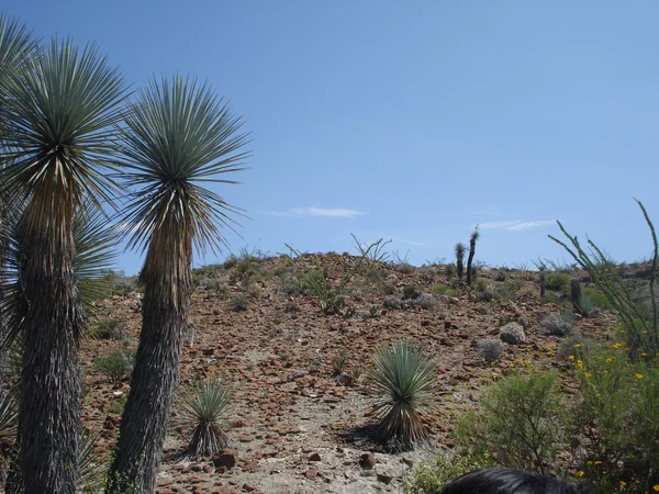 Mexicaanse woestijn in Coahuila — Stockfoto