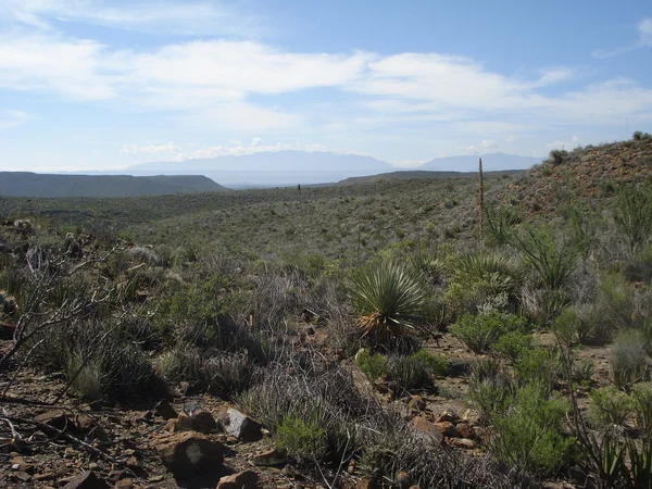 Poušť v Coahuila, Mexiko — Stock fotografie