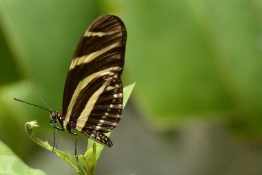 Zebra longwing kelebek Heliconia charithonia bir bitki üzerinde