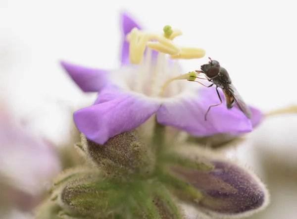 Wasp on a purple flower