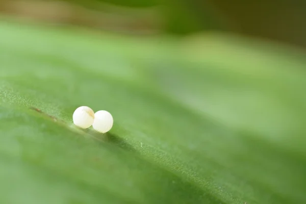 Kelebek yumurtaları
