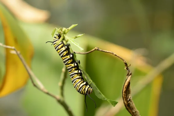 Monarcha motyl gąsienica — Zdjęcie stockowe