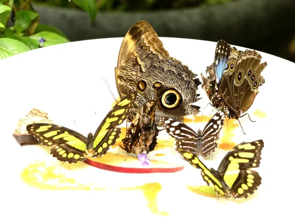 Bir kelebek evde yemek kelebekler