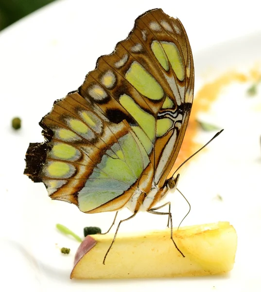 Malachiet vlinder Siproeta stelens eten apple in een vlinder huis — Stockfoto