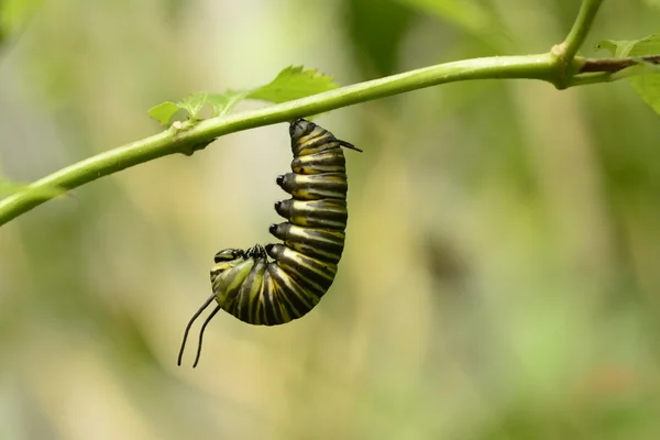 Monark caterpillar förbereder för puppan bildas — Stockfoto
