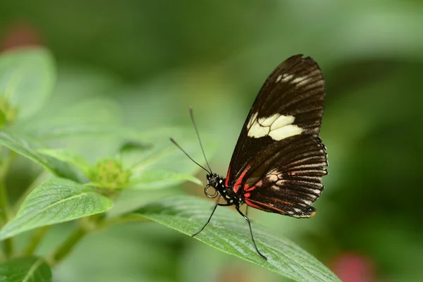 siyah kelebek bitki üzerinde dinlenme