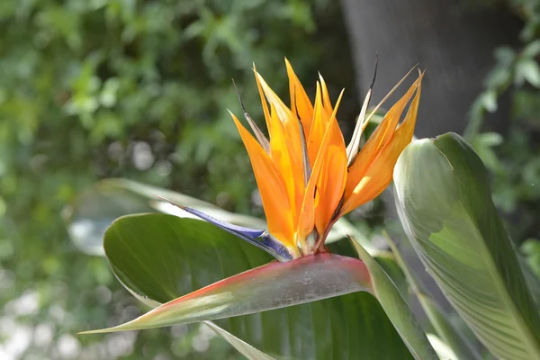Aves del paraíso flor Strelitzia reginae —  Fotos de Stock