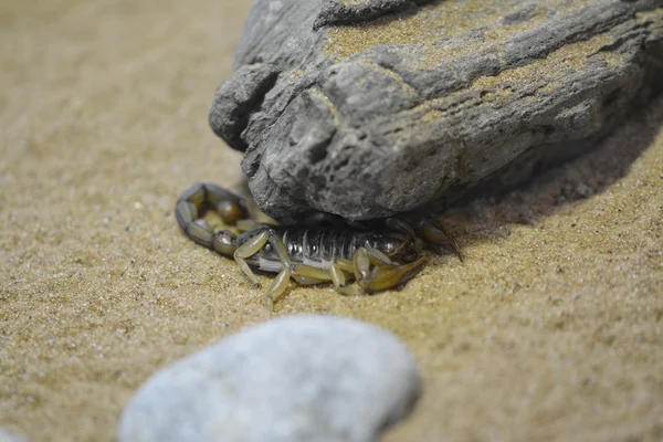 Bir kayanın altında Akrep