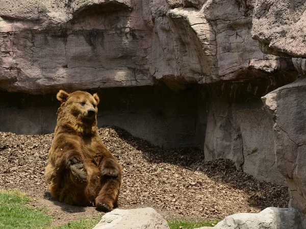 Germe, yoga yaparken komik kahverengi ayı