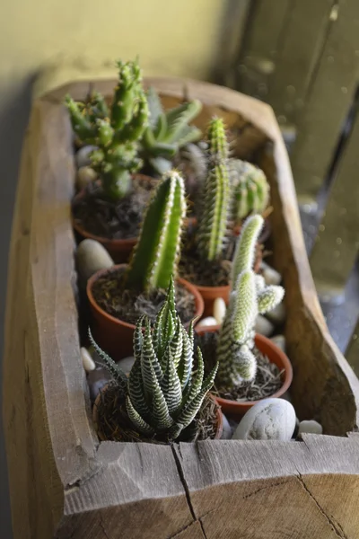 Plantes de cactus sur un pot en bois rustique — Photo