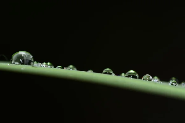 Yaprağın üzerine su damlıyor.