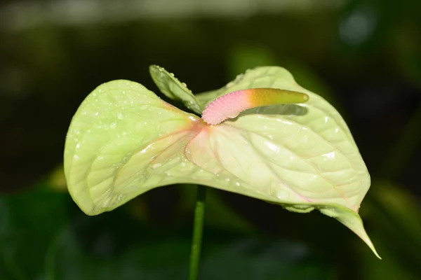 Anturio verde pálido y rosa, flor de sastre, flor de flamenco —  Fotos de Stock