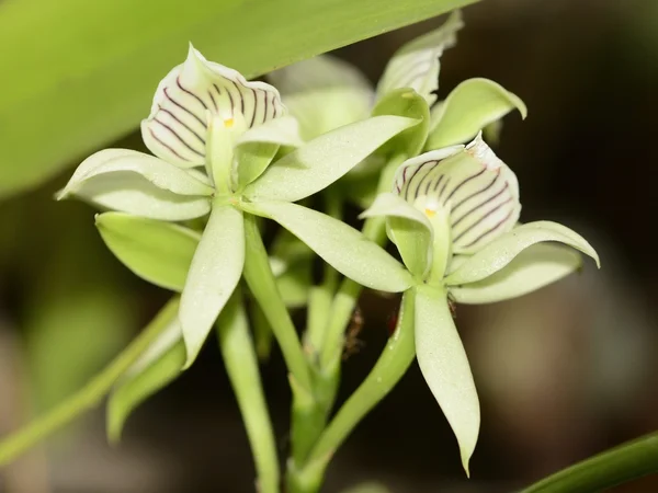 Weiße Orchideenblüte — Stockfoto