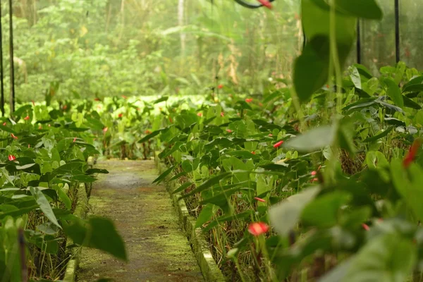 Anthurium plantation — Stock Photo, Image