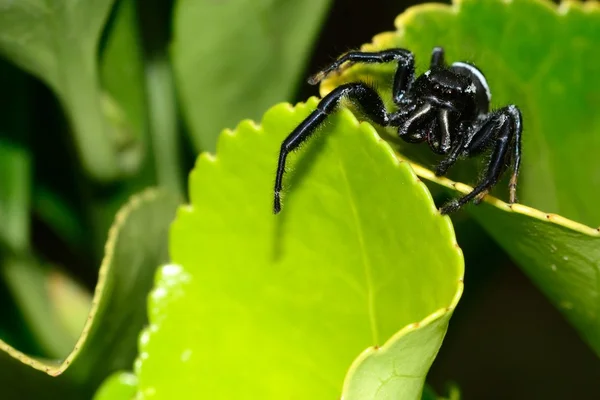 Schwarze Spinne auf Blättern starrt — Stockfoto