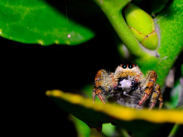 Bir av yeme atlama örümcek (salticidae)