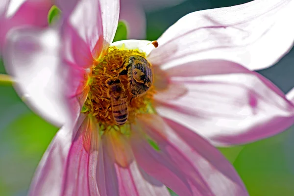 Besouro e abelha em uma flor rosa — Fotografia de Stock