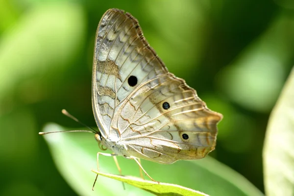 Witte Pauw vlinder anartia jatrophae — Stockfoto