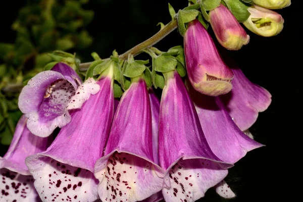 Guanto da volpe viola o fiori da signora Digitalis purpurea — Foto Stock
