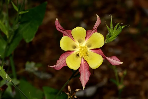 Stella cremisi Colorado giallo Columbine Aquilegia caerulea fiore — Foto Stock