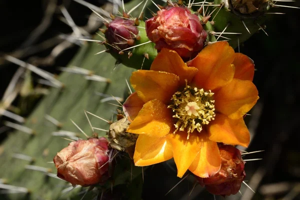 Flor de Opuntia flor de catus naranja —  Fotos de Stock