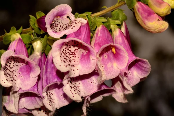 Mor yüksükotu veya bayanın eldiven çiçek digitalis purpurea