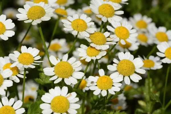 Papatya veya papatya çiçek