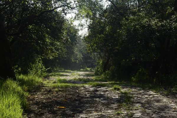 Orman yürüyüş yolu