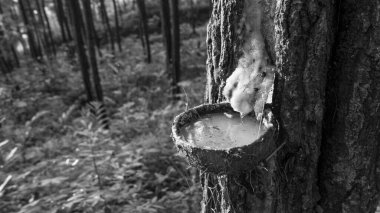 Hindistan cevizi kabuklu SAP PINUS.