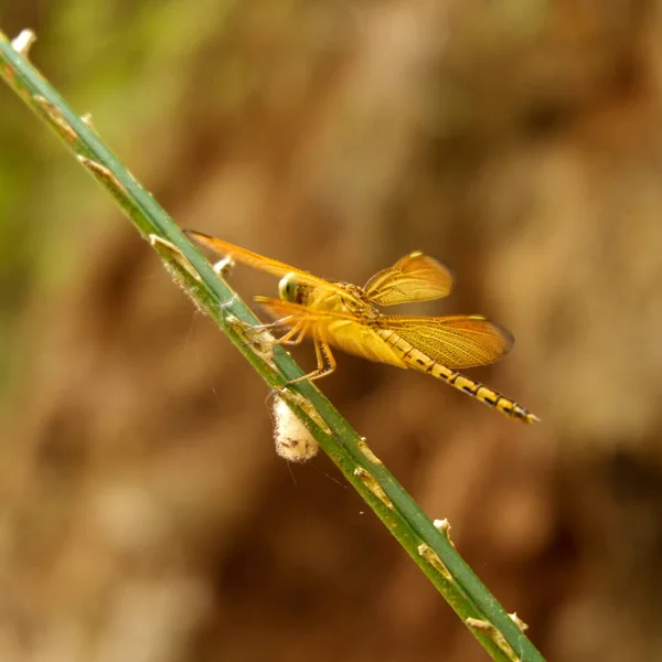 Macro Photo Libellule Perchée Sur Une Branche Arbre — Photo