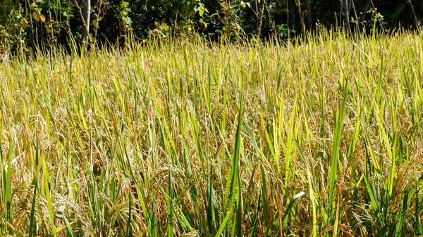Pirinç Tarlalarının Fotoğrafı Sarıya Döndü Hasat Edilmeye Hazır — Stok fotoğraf