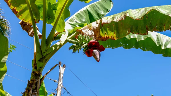 Μια Φωτογραφία Από Φρέσκα Δέντρα Μπανάνας Και Φρούτα Ένα Καθαρό — Φωτογραφία Αρχείου