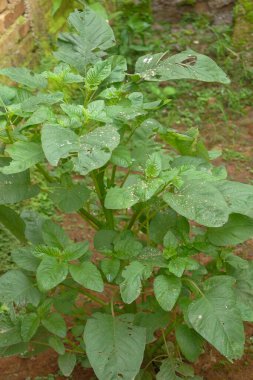 Yeşil bir ıspanak bitkisi fotoğrafı ve çok taze görünüyor.
