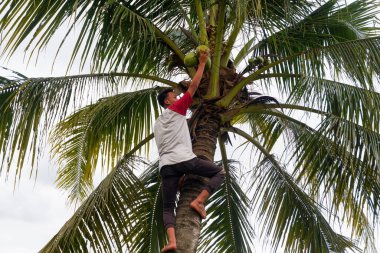 Hindistan cevizi ağacına tırmanan bir adamın fotoğrafı.