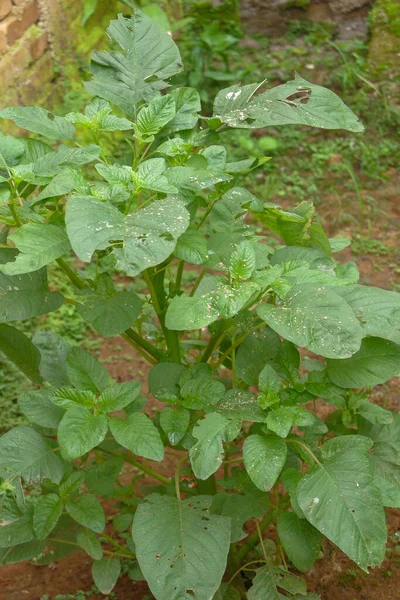 Una Foto Planta Espinacas Que Verde Muy Fresco — Foto de Stock