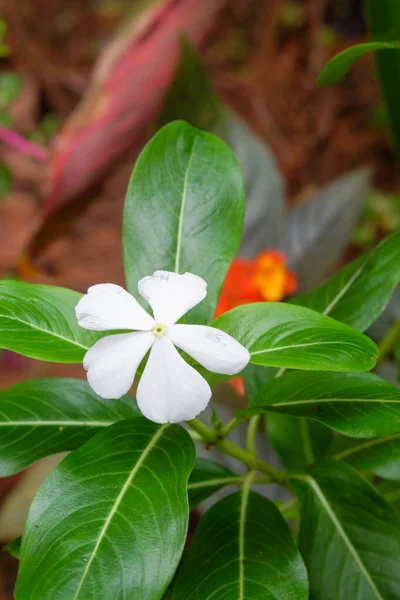 Foto Bunga Dan Pohon Foto Yang Diambil Langsung Dari Pohon — Stok Foto