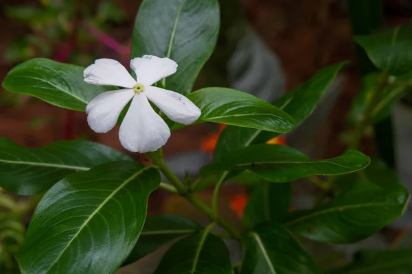 Foto Bunga Dan Pohon Foto Yang Diambil Langsung Dari Pohon — Stok Foto