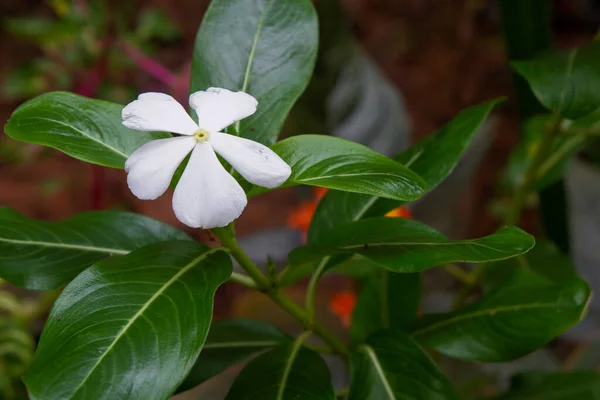 Foto Bunga Dan Pohon Foto Yang Diambil Langsung Dari Pohon — Stok Foto