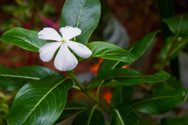 Foto Bunga Dan Pohon Foto Yang Diambil Langsung Dari Pohon — Stok Foto