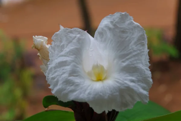 Primer Plano Flores Blancas Bosque Indonesia —  Fotos de Stock